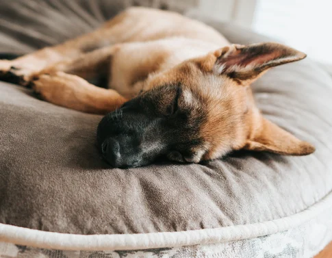 Wir sind Ihr Hundehotel in Graubünden! Schlafender Hund liegt auf rundem grauem Hundebett auf Holzboden
