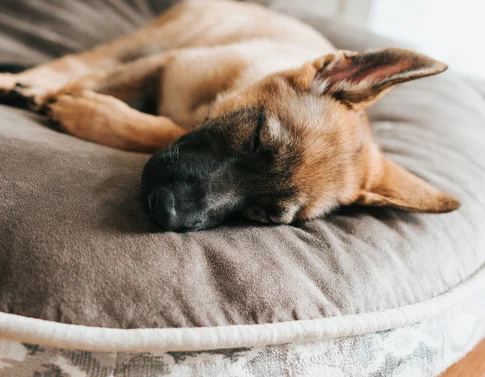 Ab ins Wellnesshotel – mit dem Hund in die Schweiz Schlafender Hund liegt auf rundem grauem Hundebett auf Holzboden